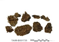 藏品(紐苔屬)的圖片